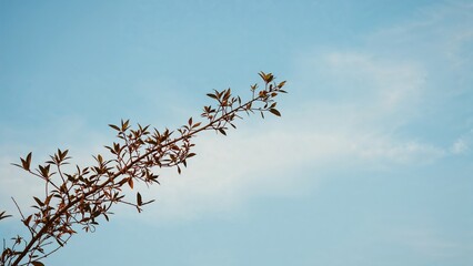 Obraz premium A branch silhouetted against the sky
