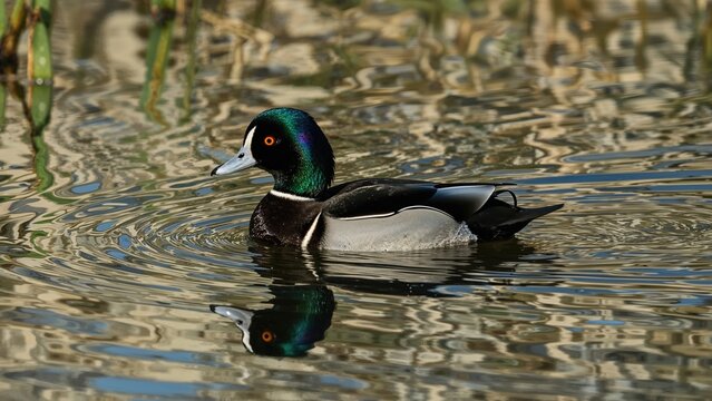 Colorful iridescent-headed drake Bufflehead swimming peacefully in early morning