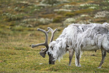 Fototapeta premium Svalbard reindeer (Rangifer tarandus platyrhynchus) grazing in a field at the edge of town in Longyearbyen, Svalbard, Norway