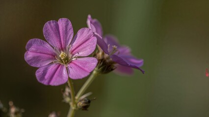 Close-up of Creeping Phlox Flowers