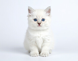 Obraz premium A fluffy white kitten with striking blue eyes sits attentively on a white background.