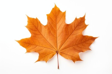 Obraz premium Autumn maple leaf plant.