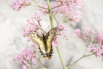 Insecte Papillon Machaon - Papilio machaon