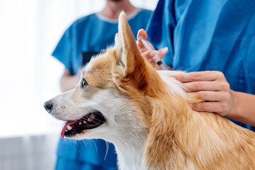 Veterinarian administering a vaccination to a corgi dog in a bright veterinary clinic, showcasing...