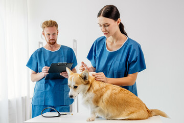 Veterinarian in blue scrubs examining a corgi dog on a table, while a male assistant holds a...