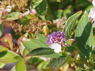 Hydrangea macrophylla ‘Tricolor’ – variegated leaves and delicate pastel blooms, ornamental mophead hydrangea with unique foliage and summer flowers for decorative gardens