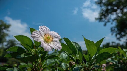 Macro image of a pink bloom encircled by verdant leaves