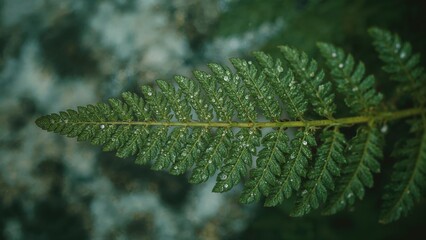 Macro shot of a bright green fern leaf appearing fresh