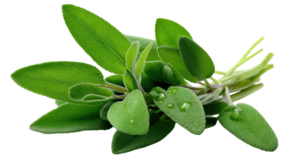 Sage's Embrace: Fresh, vibrant sage leaves display a symphony of color, each leaf whispering of health and tranquility, reflecting the purity of nature's bounty.