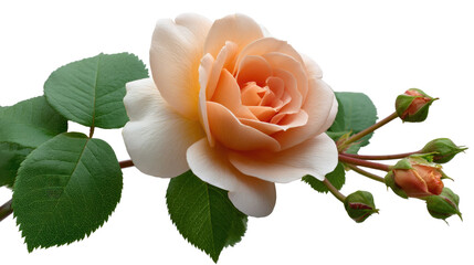 Elegance of Petal: Delicate peach-toned rose blooms, complemented by vibrant green leaves and budding stems, creating a captivating display of botanical charm and natural beauty.