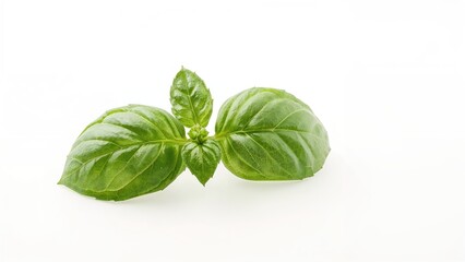 Close-up shot of individual organic basil leaves with a white backdrop
