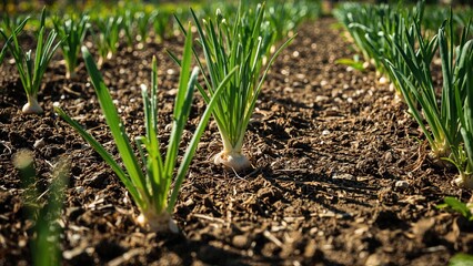 Macro shot of onion plants in a vegetable patch
