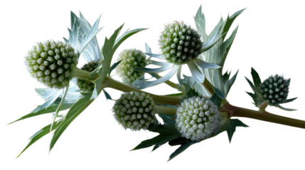 Floral Orb Elegance: The spiky globe-shaped blossoms of the blue eryngo plant, arranged artfully, create a calming and eye-catching display, offering a refreshing perspective on nature's artistry.