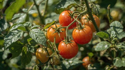 Focused image of a garden tomato plant with vibrant red tomatoes