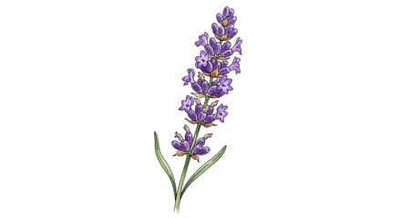 Naklejka premium Illustration of a single sprig of lavender with purple flowers and green leaves, isolated on a white background.