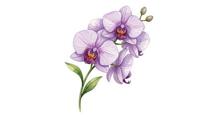Obraz premium Watercolor illustration of a blooming light purple orchid with green leaves and buds on a white background.
