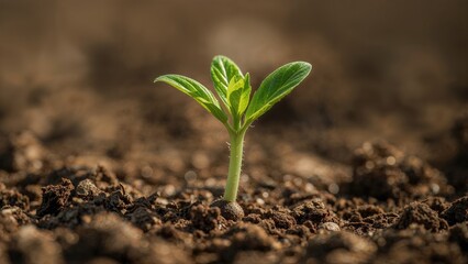 Fototapeta premium Detailed shot of a fresh green shoot pushing through the ground