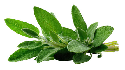 Obraz premium Fresh Sage Herb Close-Up: A bunch of vibrant green sage leaves, artfully arranged against a natural backdrop, radiates freshness and culinary promise.