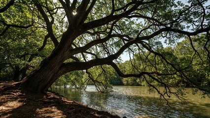 Fototapeta premium Springtime forest with light filtering through oak leaves
