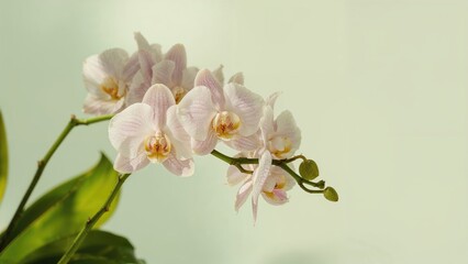 Fototapeta premium Orchid flowers captured up close
