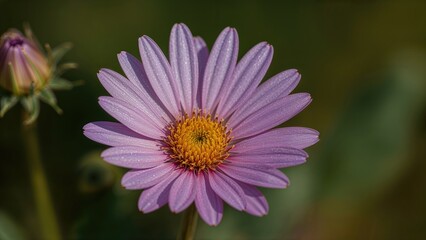 Detailed View of Aster Blossom