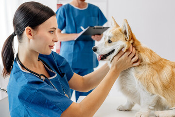 Veterinarian in blue scrubs gently examining a corgi dog in a bright clinic, with another veterinary staff member in the background, showcasing compassionate animal care and professional environment
