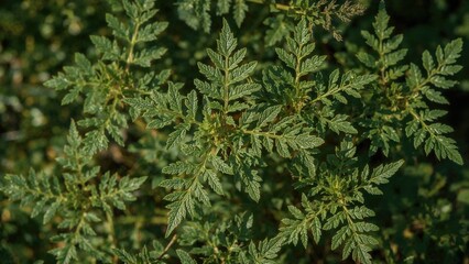 Natural Growth Artemisia Leaves Rugged
