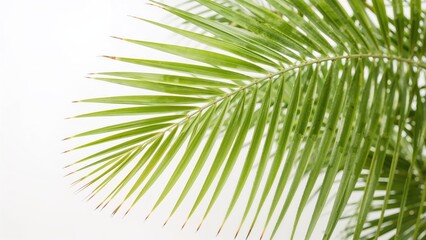 Obraz premium Single green palm leaf against a white backdrop