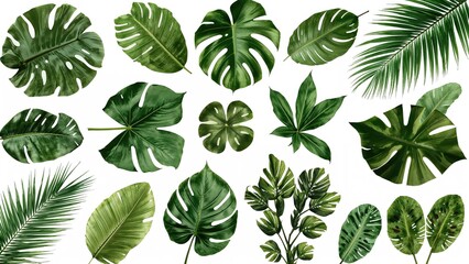 Naklejka premium Tropical greenery featuring palm and coconut leaves on a white surface