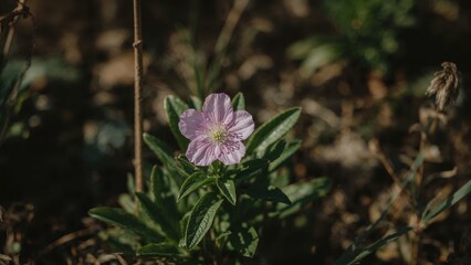 Tender pink flower flourishing in nature