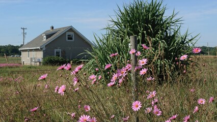 Pink Blossoms Beyond a Barrier, Garden Beds Close to a Dwelling, Bright Sunny Afternoon, Decorative Flora, Pink Daisies, Breezy Conditions, Domestic Setting