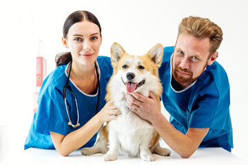 Veterinarian team in scrubs, smiling while holding a happy corgi dog in a veterinary clinic,...