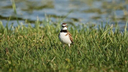 Feathered creature amidst green grass