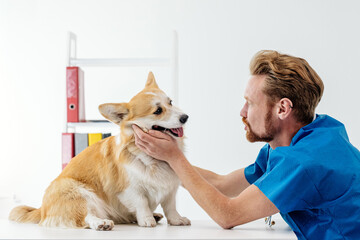 Male veterinarian in blue scrubs gently examining a corgi dog in a bright veterinary clinic,...