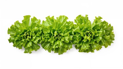 Obraz premium Close-up of green leaf lettuce salad separated on white background with clipping path
