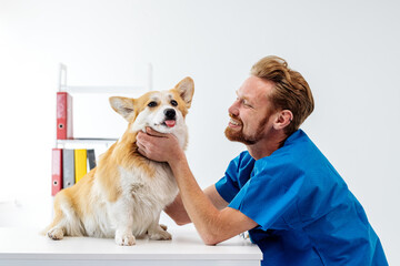 Veterinarian in blue scrubs gently examining a happy corgi dog on a table, surrounded by colorful...