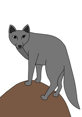 Fox wildlife