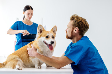 Veterinarian examining a corgi dog in a veterinary clinic, while a female assistant prepares...