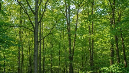 Fototapeta premium Summer view of flourishing young sugar maple forest