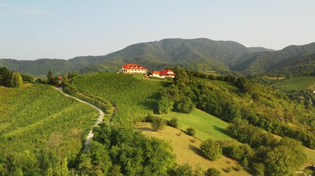 Panoramic view of vineyards in Plesivica region in Croatia 