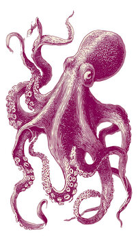 an octopus with one tenticle missing, illustrated in a simple single colour style