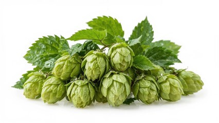 Vibrant green hop flowers isolated on a white surface. Craft beer making