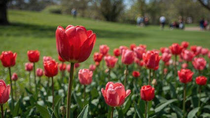 Obraz premium A close-up of a stunning bouquet of bright red tulips