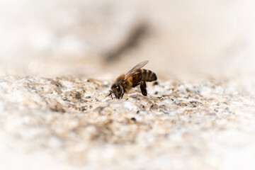 Abeille insecte