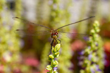Close up of a dragonfly perched on a plant stem