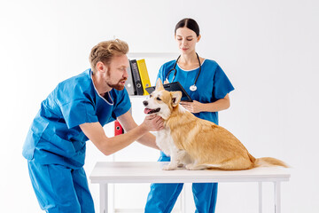 Male veterinarian in blue scrubs examines a corgi dog on a table while a female veterinarian...