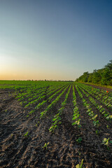 Rows of newly grown green plants in a vast field, leading towards a dense line of trees on the...