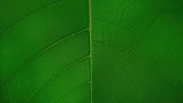 Background Featuring Green Bodhi Leaves Symbolizing the Tree of Buddha&acirc;&euro;&trade;s Final Moments with Dhamma Concept