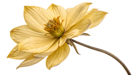 dried yellow flower isolated on transparent background