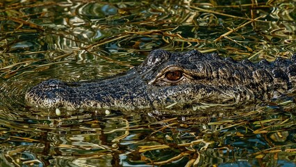Obraz premium Close-up of crocodile teeth and skin texture in a mangrove environment